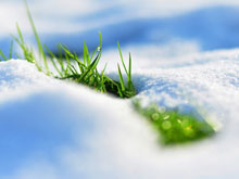 2015Nature___Seasons___Spring_Grass_makes_its_way_from_under_the_white_snow_099393_29